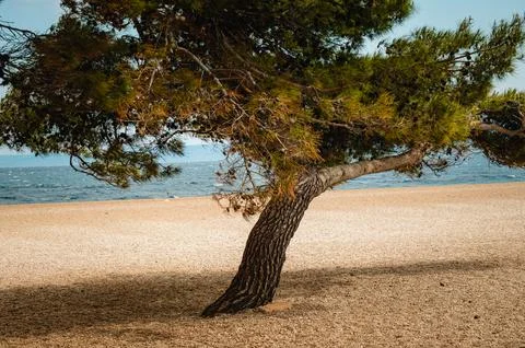 Coastal view featuring a leaning tree by the shoreline on a sunny day Stock Photos