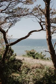 Coastal View Through Pine Trees Overlooking Calm Sea Shore Photos