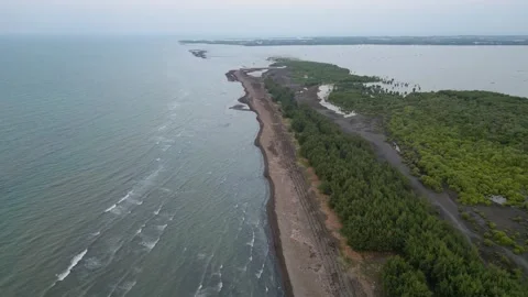 Coastal view with young pine trees planted and mangrove forests Stock Footage 315717002