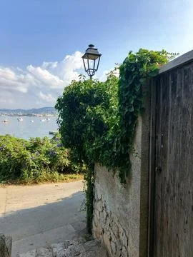Coastal walking path through pine trees 库存照片