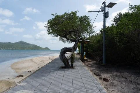 Coastal walkway, wind-shaped tree and calm bay at Santa Catalina, Colombia Фото