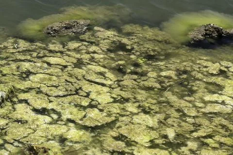 Coastal Water Pollution with Harmful Algae and Contaminated Shoreline (2) Foto stock