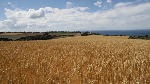 Coastal Wheat Farm Video stock 86451418