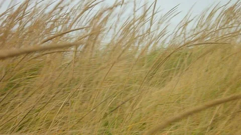Coastal Winds and Dune Grass Stock Footage 10884804