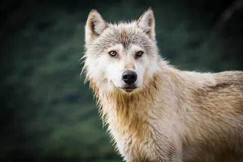 Coastal wolf background Stock Photos