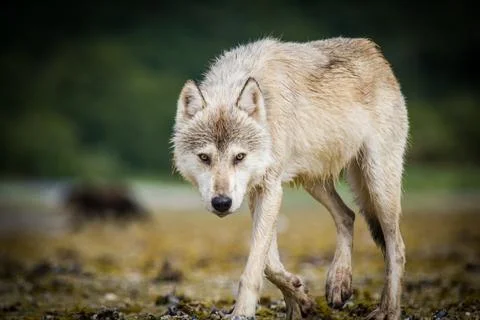 Coastal wolf background Stock Photos