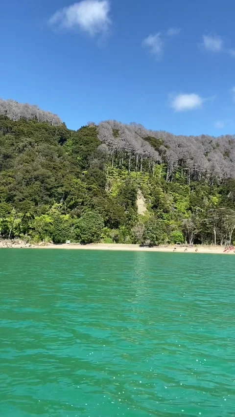Coastline in Abel Tasman Vidéo 343952868