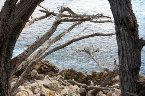 Coastline with cliffs and pine tree Stock Photos