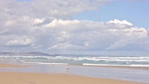 Coastline with clouds on the beach with seabirds, steady shot Stock Footage 212460715