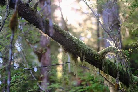 Coastline of dense evergreen forest 9 Stock Photos