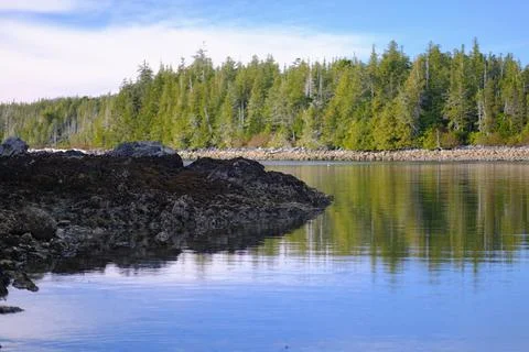 Coastline of dense evergreen forest Stock Photos