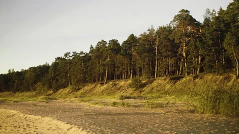 Coastline forest. Baltic sea. Stock Footage 130192445