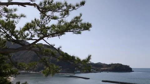 A coastline with pine trees Stock Footage 329855204