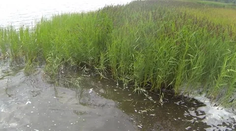 Coastline: reed in waves Stock Footage 52999338