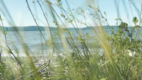 Coastline at sunset, real time at pacific ocean on windy evening by sand dunes. Stock Footage 91572198