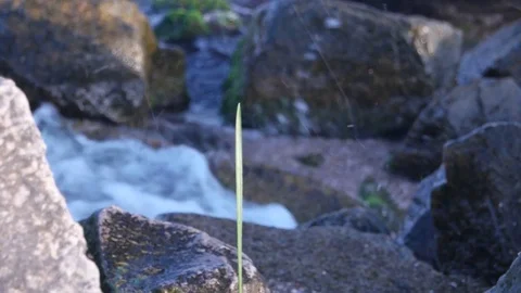 Coastline, waves, stones, plant Stock Footage
