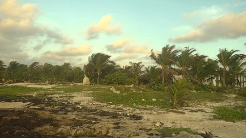 Coasts with sargassum Stock Footage 108690486