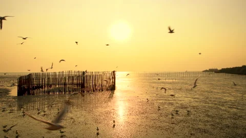 Coast's view during sunset and wildlife scene of flying and walking seagull Stock Footage 171374107