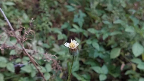 Coat Button Flower Part 1 Stock Footage 279745190