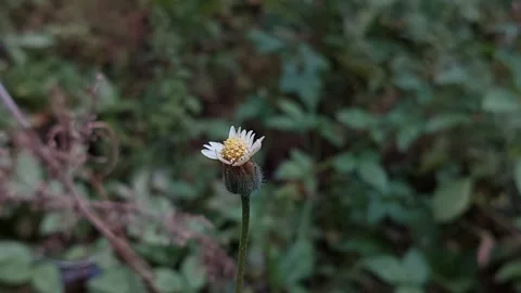 Coat Button Flower Part 2 Video stock 279745215