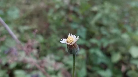 Coat Button Flower Part 3 Stock Footage 279745307