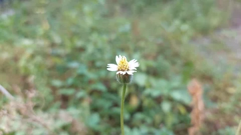 Coat Button 動画素材 279645426