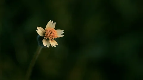 Coat buttons flower. Stock Footage 97487478