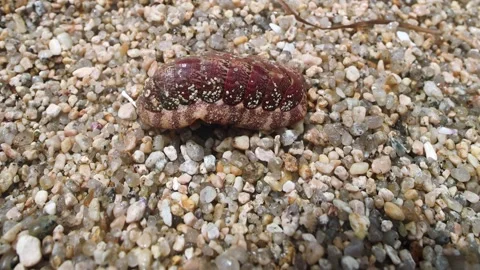 Coat-of-mail shells Loricata 스톡 동영상 308625753