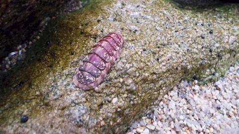 Coat-of-mail shells Loricata 스톡 동영상 308626028
