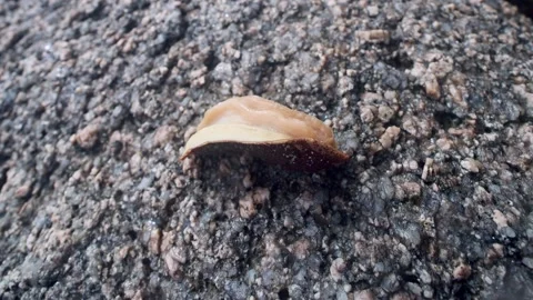 Coat-of-mail shells Loricata 스톡 동영상 308628355