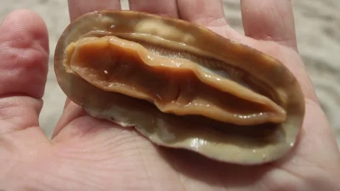 Coat-of-mail shells Loricata 스톡 동영상 308633337