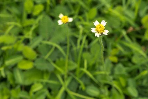 Coatbuttons,Mexican daisy. Stock Photos