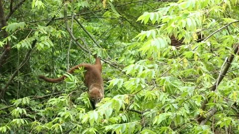 Coati 001 Stock Footage 134551191