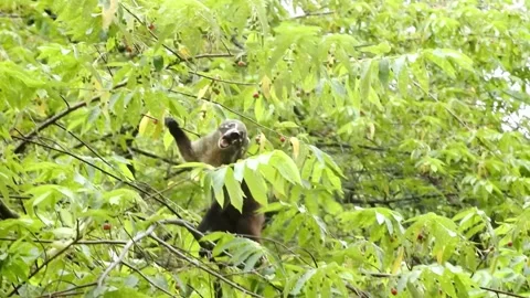 Coati 002 Stock Footage 134551185