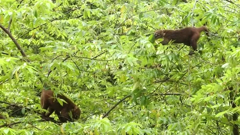 Coati 003 Stock Footage 134551315