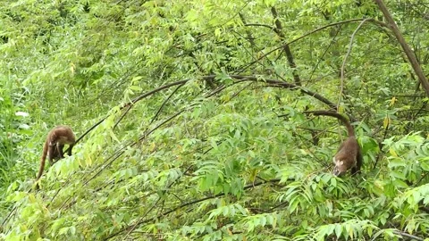 Coati 004 Stock Footage 134551351