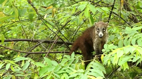 Coati 005 Stock Footage 134551395
