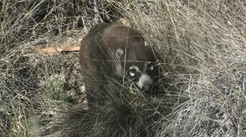 Coati Close-Up Stock Footage