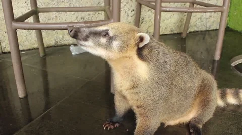 Coati in closed vision with fur Stock Footage 59568918
