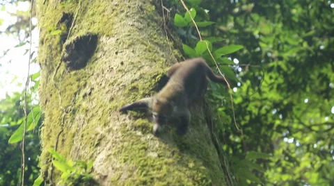 Coati descending from the tree Stock Footage 54561619