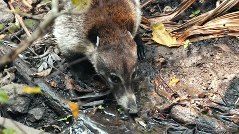 Coati drinking water from a puddle on the ground in slow motion Stock Footage 296652183