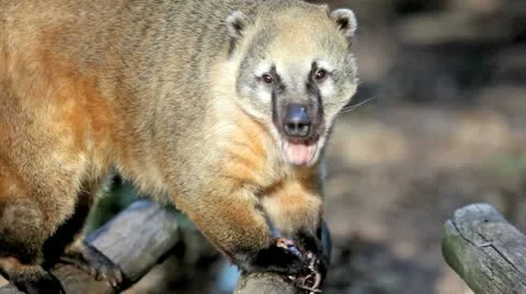 Coati is eating Stock Footage 10880350