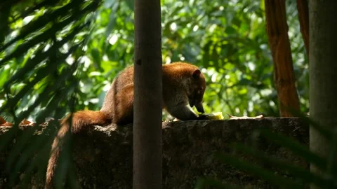 Coati eats fruit among foliage Stock Footage 237022871