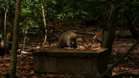 Coati eats fruit among foliage Stock Footage 293341001
