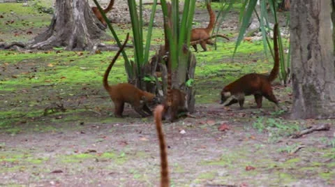 Coati Stock Footage 11354597