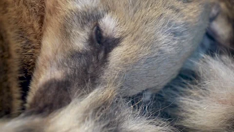 A coati head close up Stock Footage 297013768