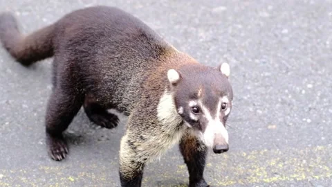 Coati looking up and then turning in slow motion in Costa Rica, 4K Stock Footage