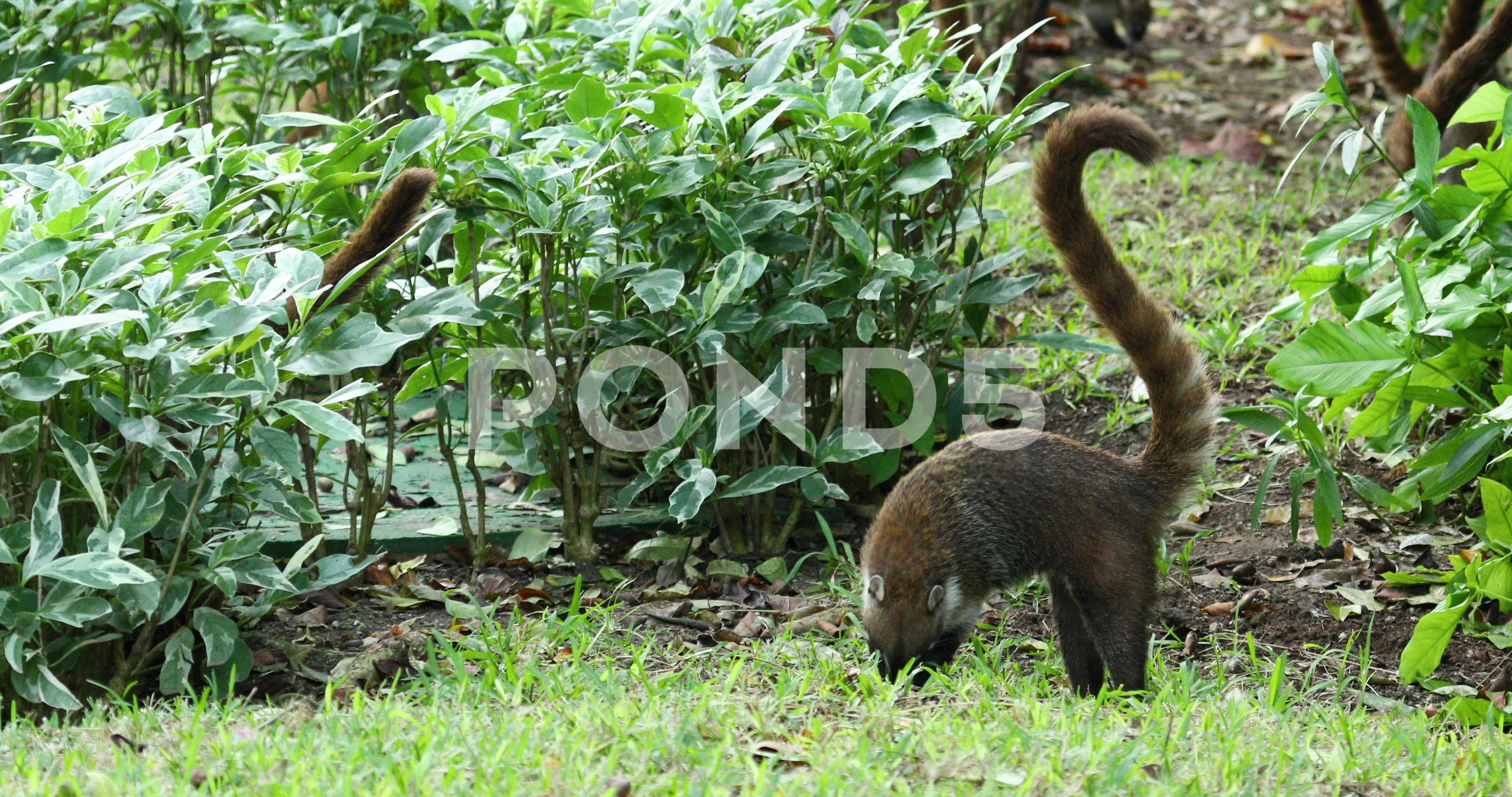 Coati Mundi wildlife animals Mexico jung... | Stock Video | Pond5