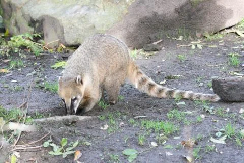 Coati (Nasua) Stock Photos