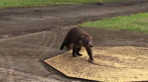 Coati in panama Video stock 44983853